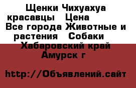 Щенки Чихуахуа красавцы › Цена ­ 9 000 - Все города Животные и растения » Собаки   . Хабаровский край,Амурск г.